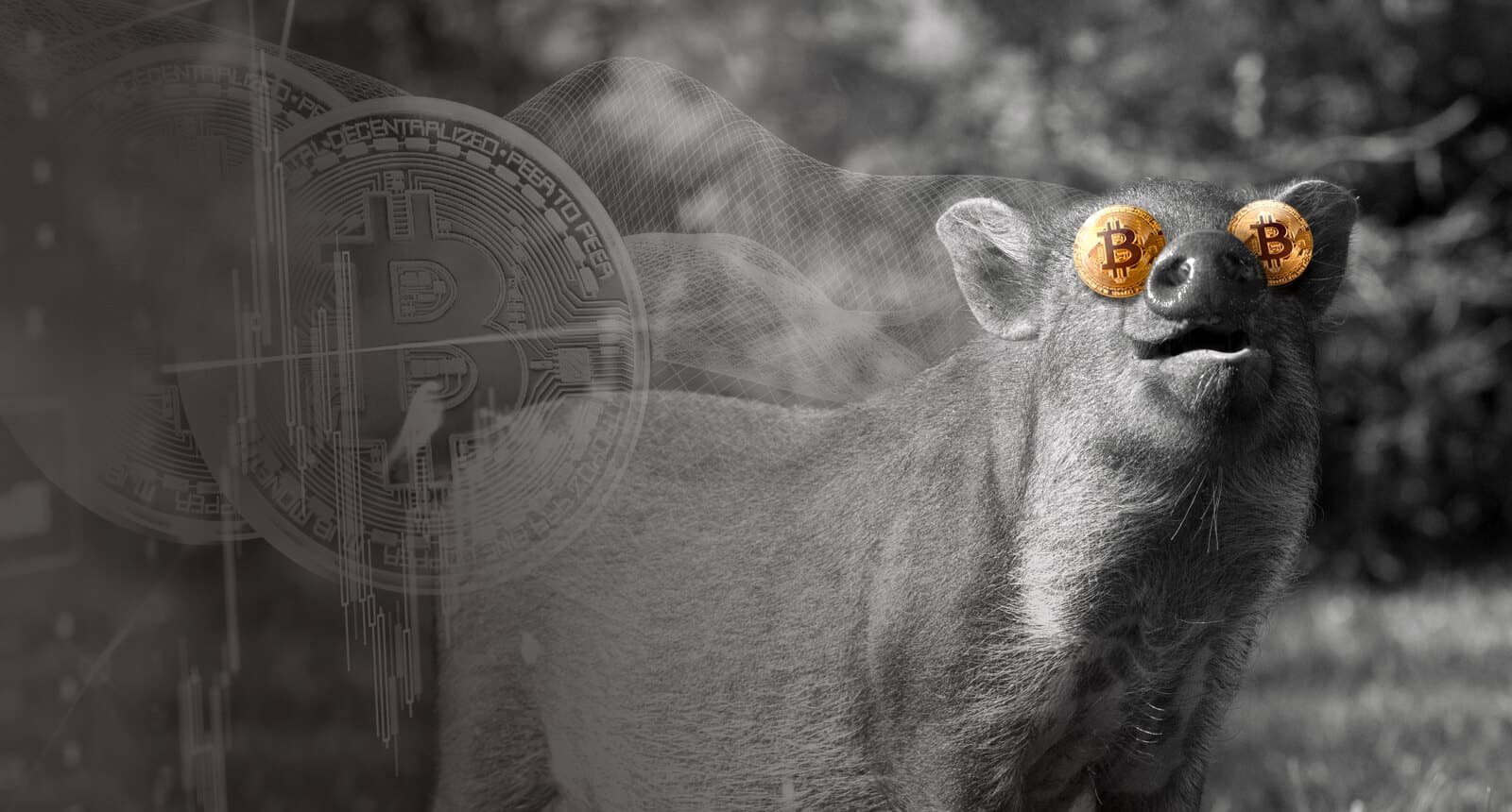 Fat Pig Signals Bitcoin signals banner